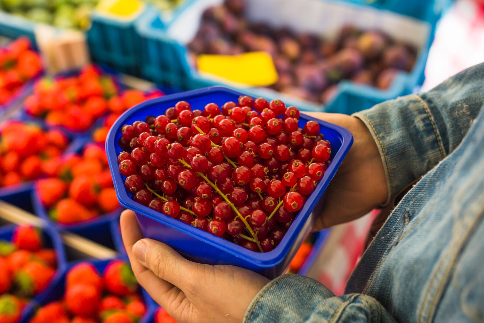 close up person holding red currants crate hand